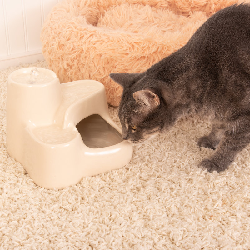 Miaustore MiniCat Water Fountain, 36Oz Wayfair Canada